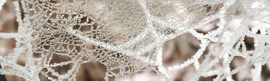 spiders web in heavy frost